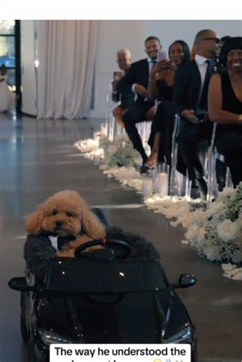 When Dogs Steal the Wedding Spotlight