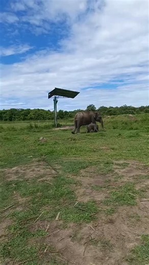 Citra Lampung on Instagram: "🐘Jeje si muridnya mbak 🐘NISA🤣🤣🤏🏻❤️😍 🎥 : tiktok/ fadhil_fitria #waykambasnationalpark #gajahjermey #gajahdita"