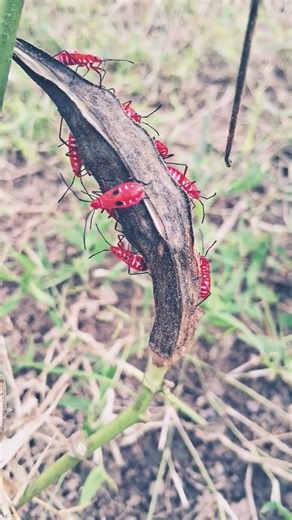 Look the color of ents #ents #nature