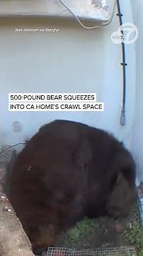 500-pound bear squeezes into California home's crawl space