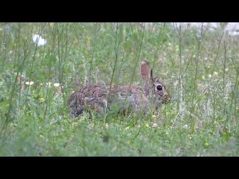 Desert Cottontail rabbit & black-bellied whistling ducks call and fly over!