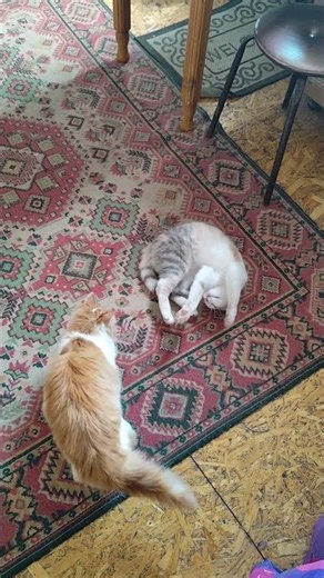 Cats in spring