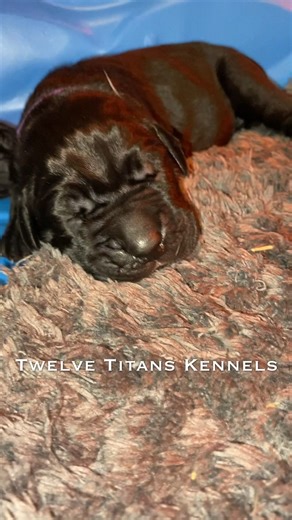 3K views · 51 reactions | Backin’ It Up with Purpose  We don’t just breed — we build. From health-tested queens to purpose-driven pairings, the Lady Titans are backin’ it up and blessing us with legacy-level litters.  The Cubs are coming — are you ready?  Follow for more exclusive moments from the whelping room to the training yard. #twelvetitanskennels #wasabispetstore #canecorso | Twelve Titans Cane Corso | Facebook