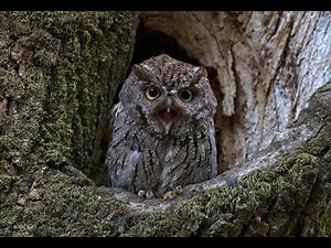 Silent Night Screech Owl