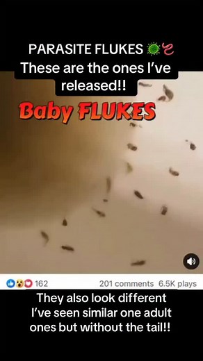 The Silent Killer in Your Liver: Flukes ⚠️ Most people have never even heard of liver flukes… yet they are one of the most dangerous parasites known to man. These flatworms can live inside your bile ducts and liver for decades, quietly feeding on your tissues and blood. Over time, they cause: Chronic fatigue and weakness Gallbladder pain or stones Jaundice or yellowing of the skin Inflammation and scarring of the liver (fibrosis) A higher risk of bile duct cancer Here’s the scary part → liver fl