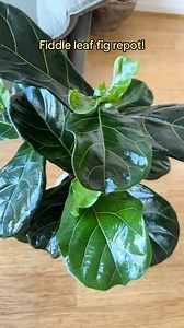 106K views · 725 reactions | Full fiddle leaf fig rescue! From on  door to a cute queen. This ficus lyrata has a new pot and new look. #flf #fiddleleaffigtree #ficuslyrata #plantrescue . . . #plantsoftiktok #melbourneaustralia #plantythings #plantfail #cavoodlesoftiktok #repot #asmrsounds Fiddle leaf fig repot. | Passthatplant | Facebook