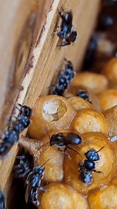 Watch this beautiful worker bee drop pollen into a prepared pot for storage 🐝💙 . . . . . . . #bee #sustainability #Australia | Urban Native Bees