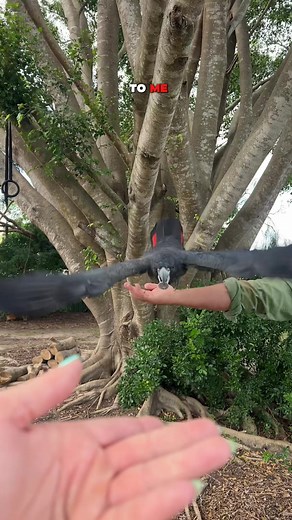 Training Red-tailed Black Cockatoo to Retrieve Object - Bird Tricks