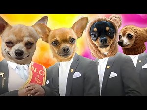 CRAZY Dog - Coffin Dance Song (COVER)