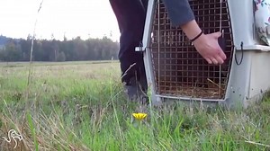 All animals want to be free! Watch their first time out of a cage, touching grass, tasting freedom.