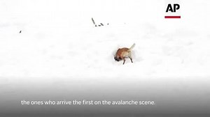 Meet the alpine rescue dogs as they train to save those trapped by avalanches