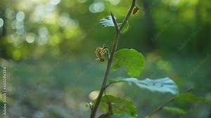 4K slow motion macro shot of two spiders fighting against each other for a dead fly, against the sunlight, in the middle of the forest.