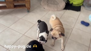 6.5K views · 1.1K reactions | Unser freaky friday 浪. | Happy Pug - Happy Life | Facebook