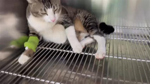 Bé mình bị sỏi bàng quan bữa giờ chữa hết 3tr mấy rồi mà chưa hết. Chỗ phòng khám thú ý gần nhà báo mổ lấy sỏi để hết triệt để là 12t lận Ở tphcm có chỗ nào trị mà chi phí nhẹ nhẹ hơn k | Huynh Dai Nam