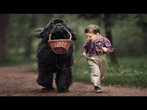 Newfoundland Dog Playing With Kids