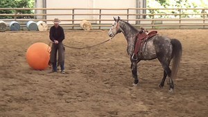 In Depth How to - Confidence building session with a sceptical horse. Learn to help a horse without over doing it or going around the issues. Warmblood Geo and Jonathan demonstrate. (Part 1 On the ground) | Jonathan Field Horsemanship