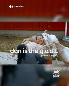 Barn animals deserve love too! Dan McKernan is on a mission to rescue farm animals that have experienced abuse and neglect, giving them a second chance at life. Follow his heartwarming quest on Saved by the Barn, premiering December 2nd, 9pm (SEA) | 8pm (BKK/JKT). | Animal Planet Southeast Asia | Facebook