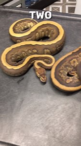 95 reactions · 3 comments | Light And Dark Cypress Redstripe Ball Pythons #shorts #snakes #ballpython #ballpythons #ballpythonsofinstagram #snakebreeder #ballpythonbreeder #fyp #fypシ | Rodents & Royals | Facebook