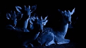 Group Deer Look Night Stock Footage Video (100% Royalty-free) 19551565 | Shutterstock