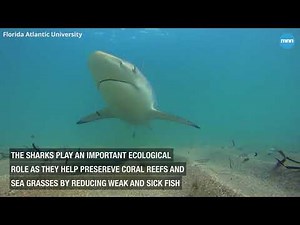Blacktip Shark Migration in Florida 2018