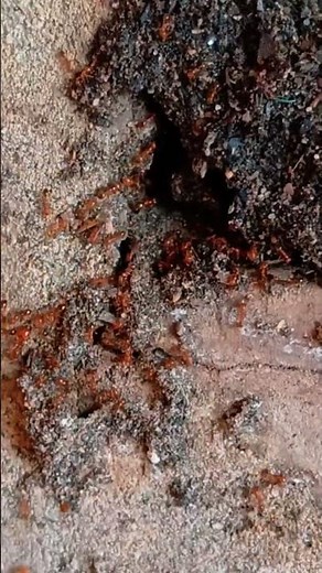 Fire Ants Rescue Their Eggs Before the Rain | Amazing Ant Survival in the Wet Season