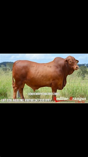 2026 February All Breeds sale. Lot 328. Redline Virtue 24/335 (PP) | Redline Brangus