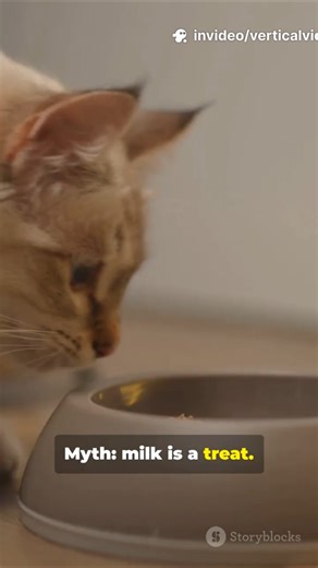 The Day I realized Milk was not good for my Cat #mythology