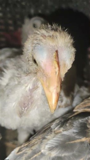 day 6 of rescue chicken baby's condition 🐥🍂 #chicken #birds #neture #rescue #explorepage #birds