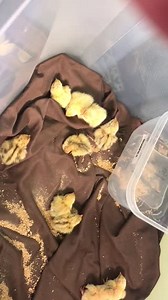 Our baby quails hatched at the Main Library! Stop by today to visit with them in the Children's Room - they'll be flying away to their forever home at the end of the day  Town of Concord #ConcordMA #WhereIdeasDevelop #MyCFPL | Concord Free Public Library | Facebook