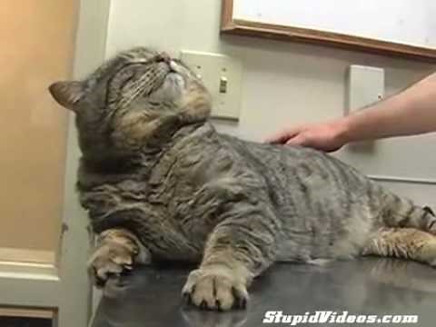 Goliath The Giant Cat