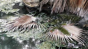 A polluted, bubbling, boiling, fermenting sulfur stinking mineral hot spring, with floating leaves and dirt Stock Video
