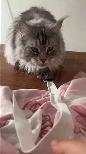 Hilarious Maine Coon's Mischievous Adventure: A Long-Haired Cat's Funniest Moments