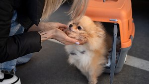 SNCF : muselière obligatoire pour les chiens, chats en cage, tarifs.. Quelles sont les règles pour voyager en train avec votre animal ?