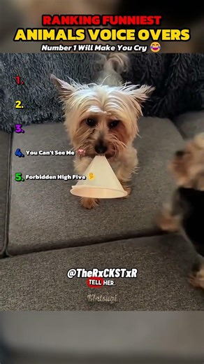 Ranking the funniest animal voice overs 🤣