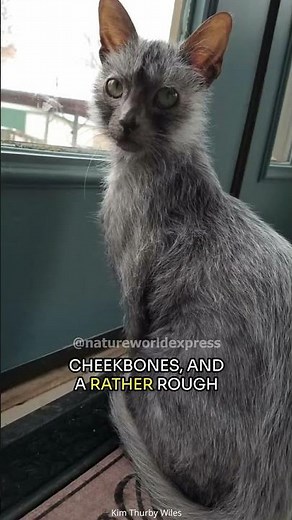 Lykoi Cat | The Purr-fect Enigma