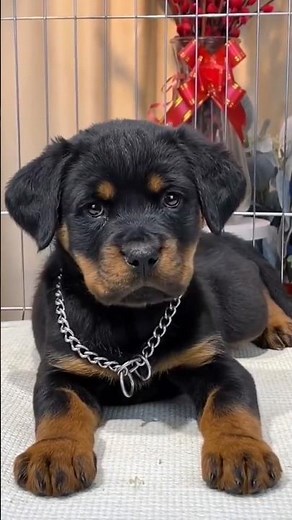 This is how a Rottweiler grows up!