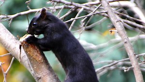 Outdoors: Squirrels take on an unusual color phase