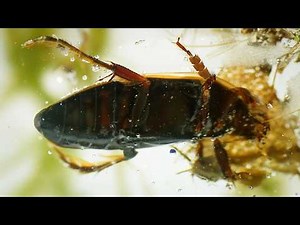 Conflicts of Nature: Conflicts in a Pond | Wildlife Documentary