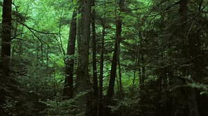 11K views · 850 reactions | Our Video of the Week will give you spooky, fun Halloween chills with a pair of duetting Barred Owls. Listen for them at this time of year when they use their incredible voices to establish territories and attract mates. Enjoy and Happy Halloween! | Cornell Lab of Ornithology | Facebook
