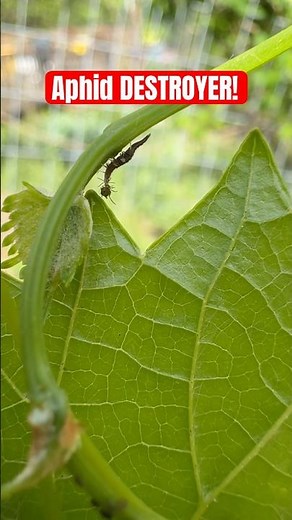 Lacewing larva eating aphids! #beneficialinsects #bugs #aphids