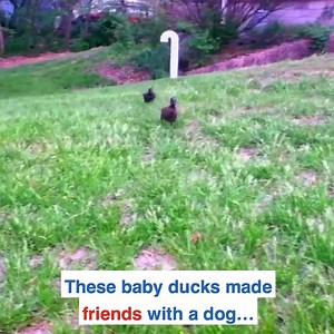 9.4K views · 73 reactions | My relationship with my younger siblings in a nutshell  | Daily Mail Video | Facebook