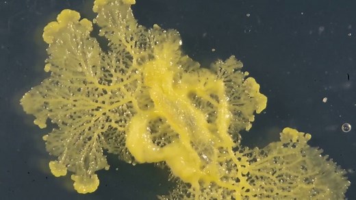 48K views · 100 reactions | Meet The Blob: With nearly 720 sexes, this slime mold has the ability to heal itself in two minutes if cut in half. Oh, and despite having no mouth, eyes, or brain, it can remember things and solve simple problems. Here's how: https://wired.trib.al/6X1WIZe via WIRED UK | WIRED | Facebook