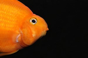 Parrot Cichlids: 5 Essential Tips for Perfect Tank Setup