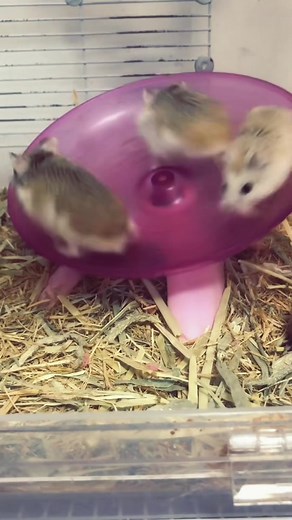 Train Mice to Be Runners | Funny and Cute Mouse Running Training