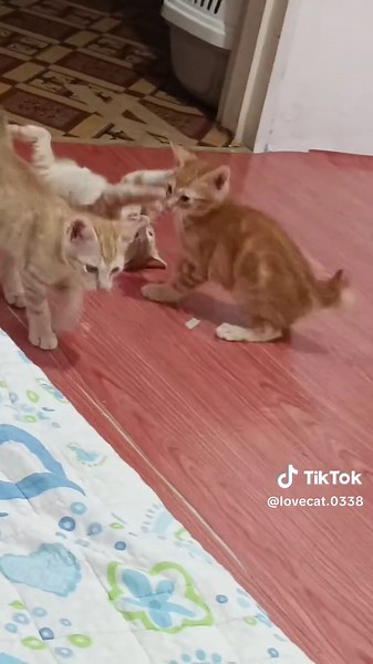 Cat WWE: Who's Your Favorite Feline Fighter?