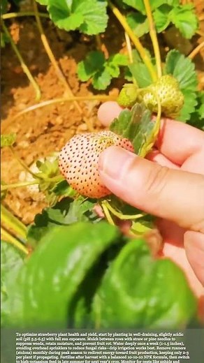 Strawberry planting tips #smartfarming #gardeningtips #agriculture