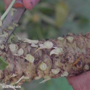 306K views · 1.5K reactions | You know the wasabi served at most restaurants? Yeah, turns out that stuff isn't what you think it is. This right here is how REAL wasabi is harvested. | Tastemade Travel | Facebook