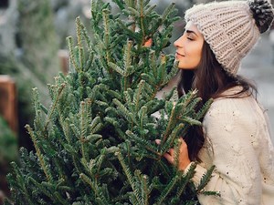 Where To Buy Or Cut Your Own Fresh Christmas Tree Near Silver Spring