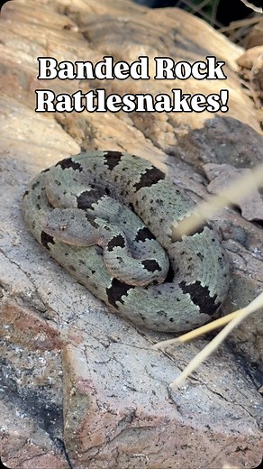 The Banded Rock Rattlesnake (Crotalus lepidus klauberi) Is one of the prettiest and rarest rattlesnakes in the US! Such a gorgeous species and it’s so unique! 🪨🐍🪨🐍🪨🐍🪨🐍🪨🐍🪨🐍🪨🐍🪨🐍🪨🐍🪨 #wildlife #nature #instagramreels #naturephotography #wildlifeplanet #animals #wildlifewarriors #wildlifephoto #wild #animal #naturelovers #wildlifeonearth #steveirwin #wildlifeofinstagram #wildlifeconservation #wildlifeperfection #insect #reels #wildlifeaddicts #turtle #savetheturtles #natgeo #turtle