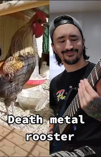 Death metal rooster! #rooster #heavy #scream #riffs #fyp